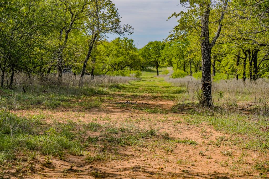 Tbd Roney Road Jacksboro, TX 76458 - Photo 23 of 40 a view of a yard with a tree