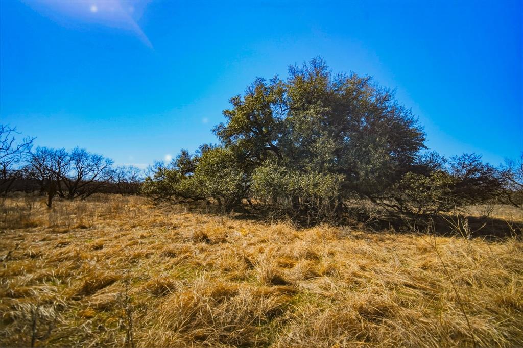 Tbd Roney Road Jacksboro, TX 76458 - Photo 24 of 35 a view of a yard with a tree