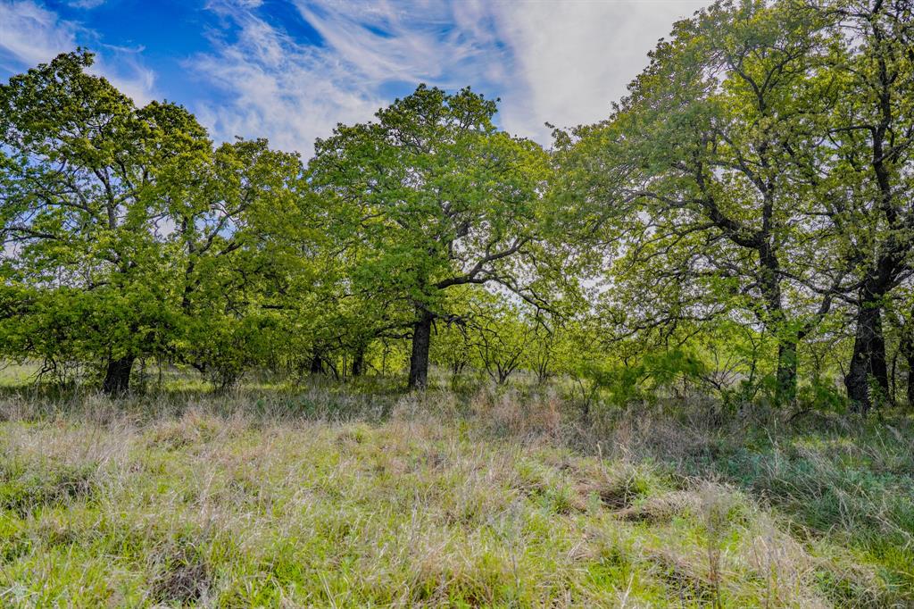 Tbd Roney Road Jacksboro, TX 76458 - Photo 28 of 40 a view of a lush green forest with lots of trees