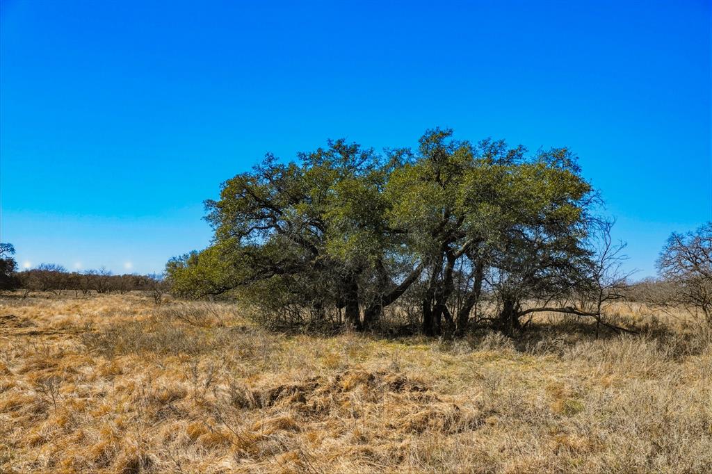 Tbd Roney Road Jacksboro, TX 76458 - Photo 32 of 35 a view of a yard with a tree