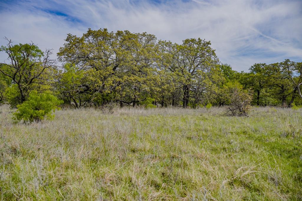 Tbd Roney Road Jacksboro, TX 76458 - Photo 35 of 40 a view of a yard with plants and a tree