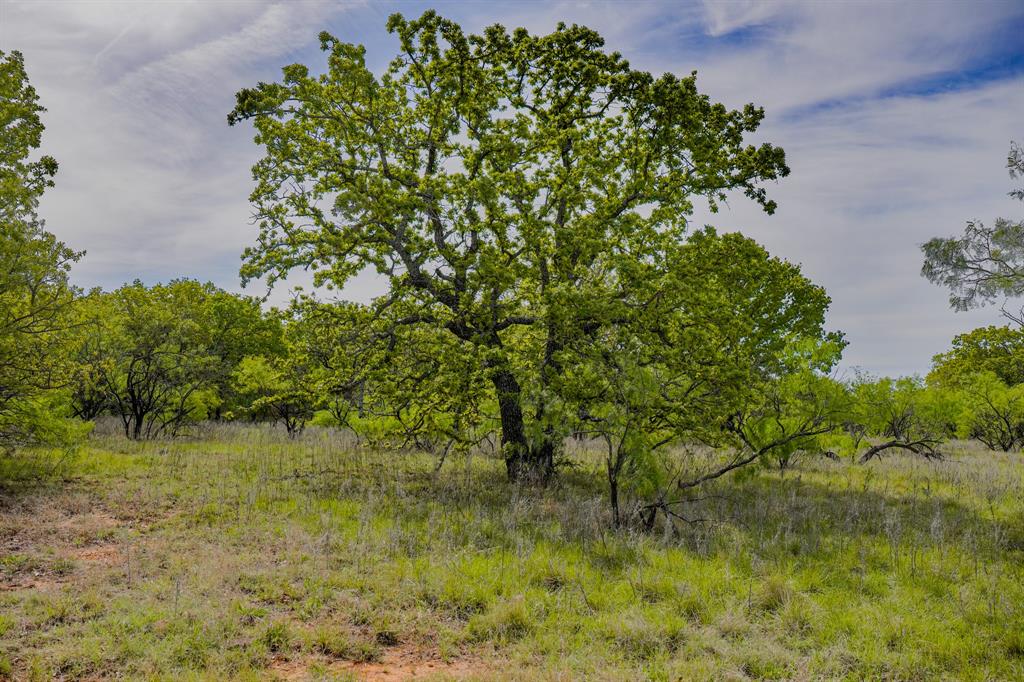 Tbd Roney Road Jacksboro, TX 76458 - Photo 37 of 40 a view of a garden
