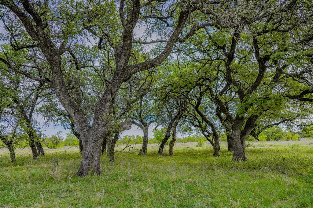 Tbd Roney Road Jacksboro, TX 76458 - Photo 39 of 40 a view of an trees with a yard