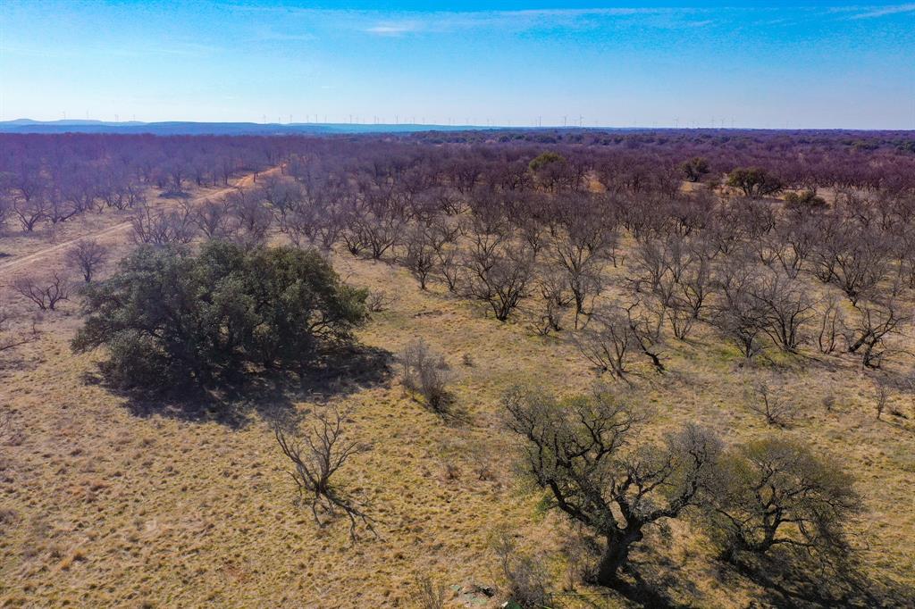 Tbd Roney Road Jacksboro, TX 76458 - Photo 10 of 35 a view of a forest