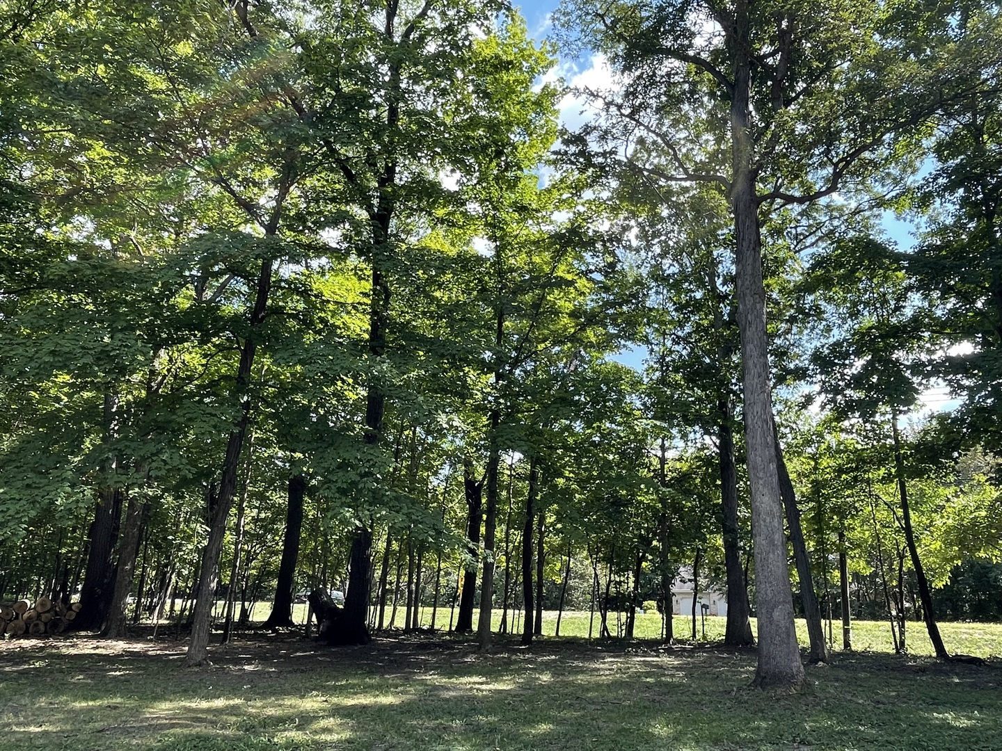 a view of a trees in a yard