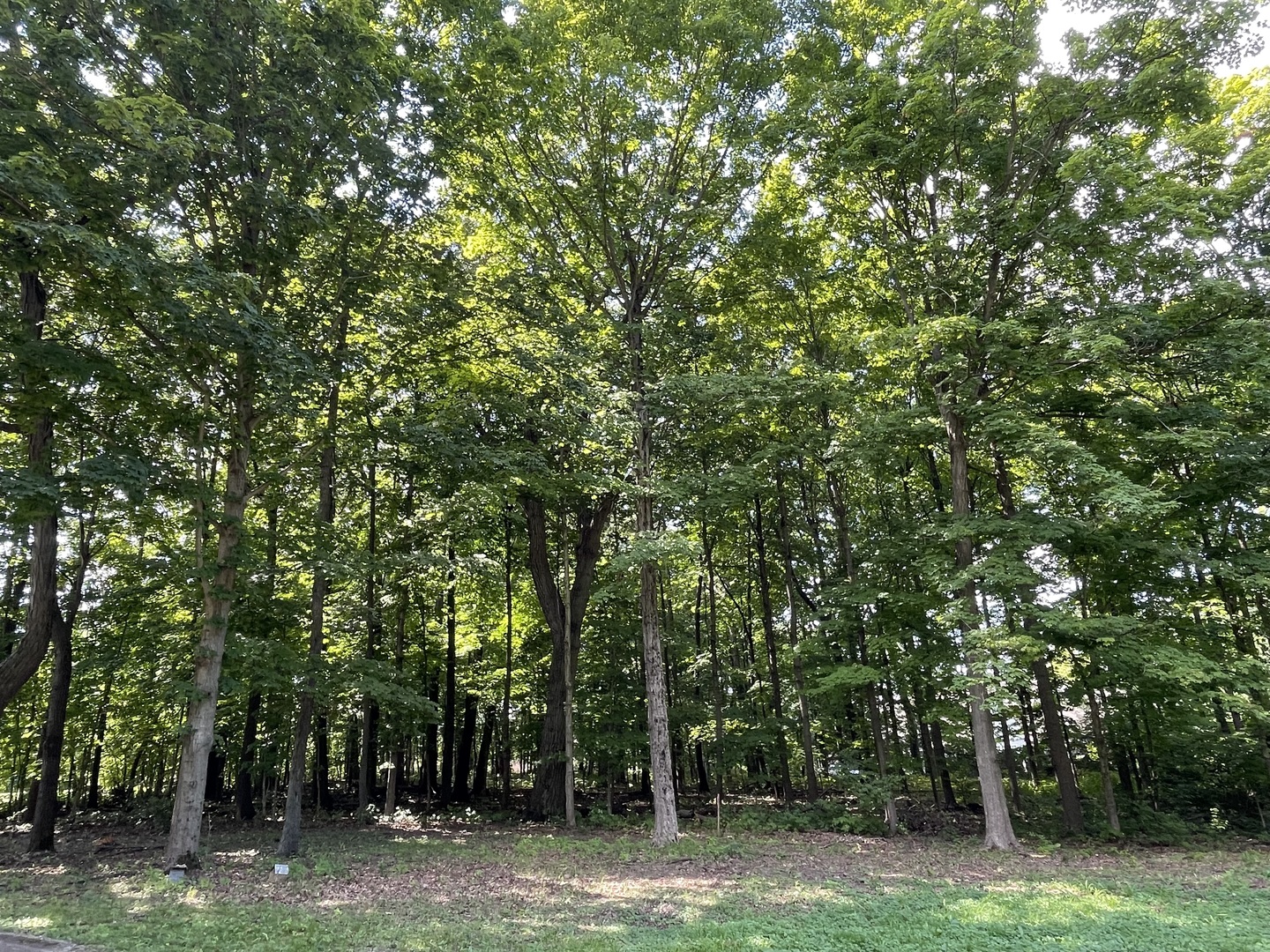 12920 Francis Road Mokena, IL 60448 - Photo 4 of 9 a backyard of a house with lots of trees