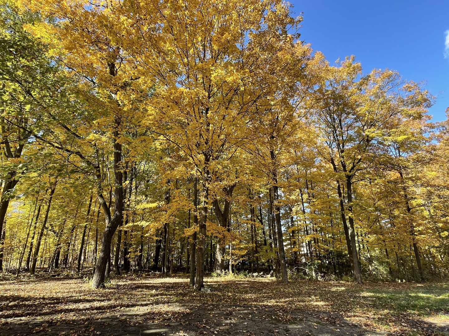 12920 Francis Road Mokena, IL 60448 - Photo 9 of 9 a view of outdoor space with yard