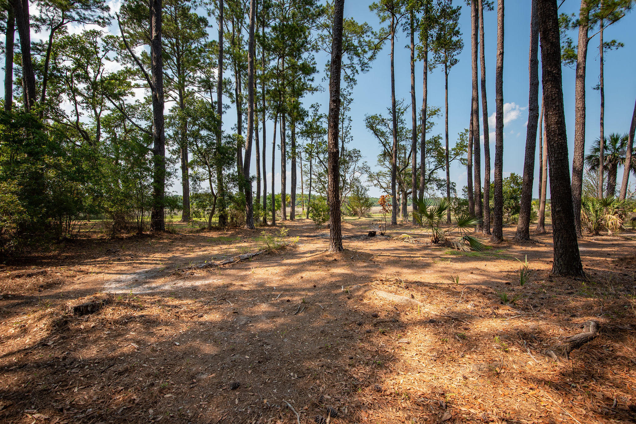 8930 Sandy Creek Road Edisto Island, SC 29438 - Photo 12 of 22 Lot6SandyCreekRd-12