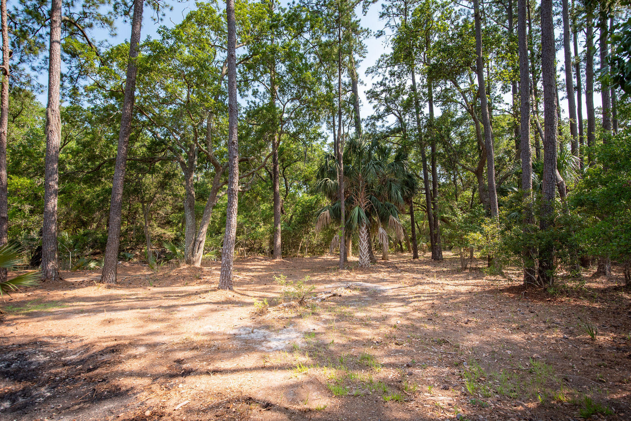 8930 Sandy Creek Road Edisto Island, SC 29438 - Photo 13 of 22 Lot6SandyCreekRd-13