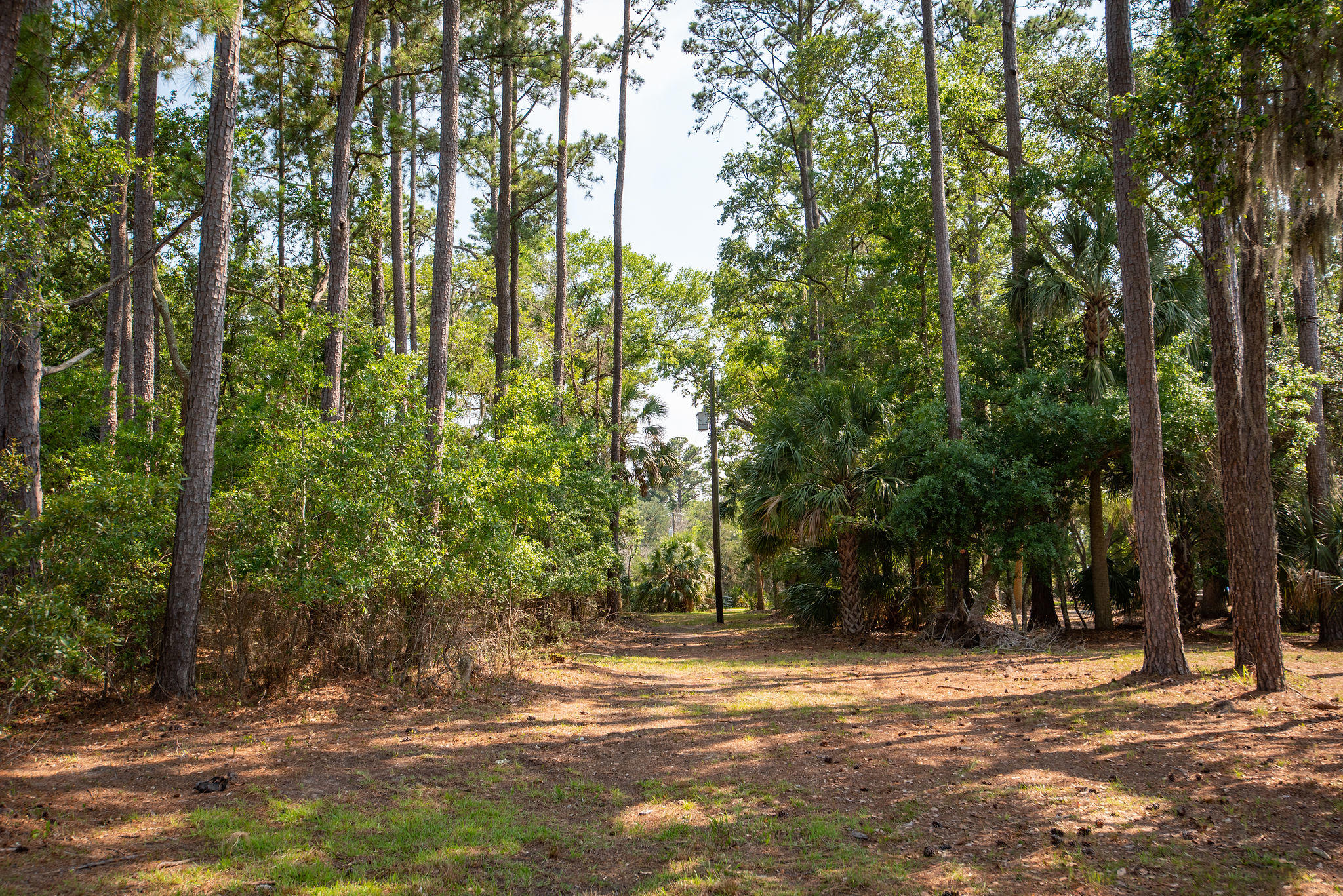 8930 Sandy Creek Road Edisto Island, SC 29438 - Photo 7 of 22 Lot6SandyCreekRd-9