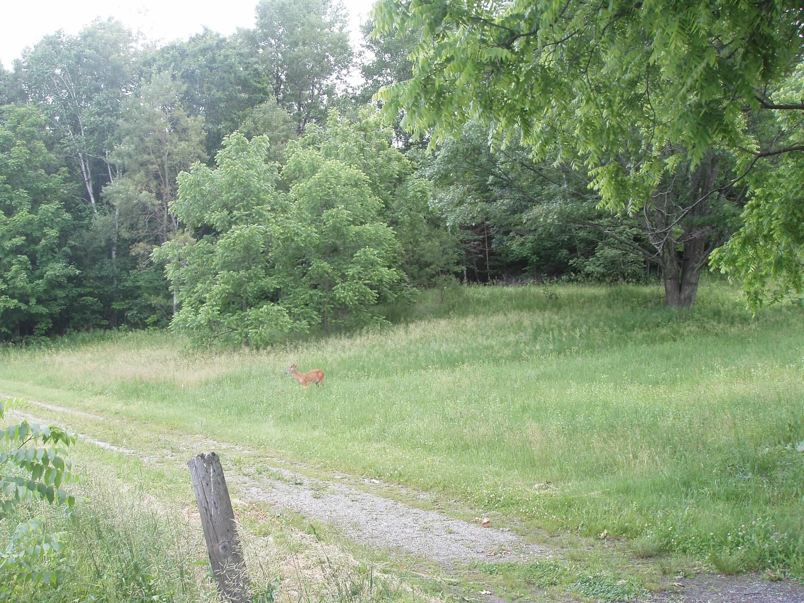 772 Kelley Hill Road Pawlet, VT 05761 - Photo 23 of 23