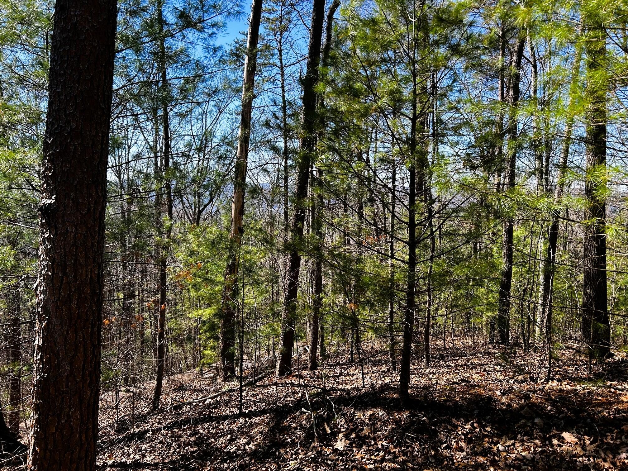 107125 Chestnut Mountain Road Reliance, TN 37369 - Photo 27 of 32
