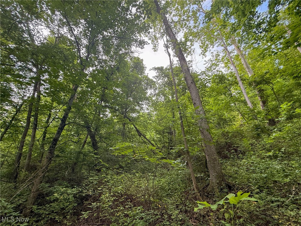 Sand Hill Road Bellaire, OH 43906 - Photo 17 of 34 View of woods
