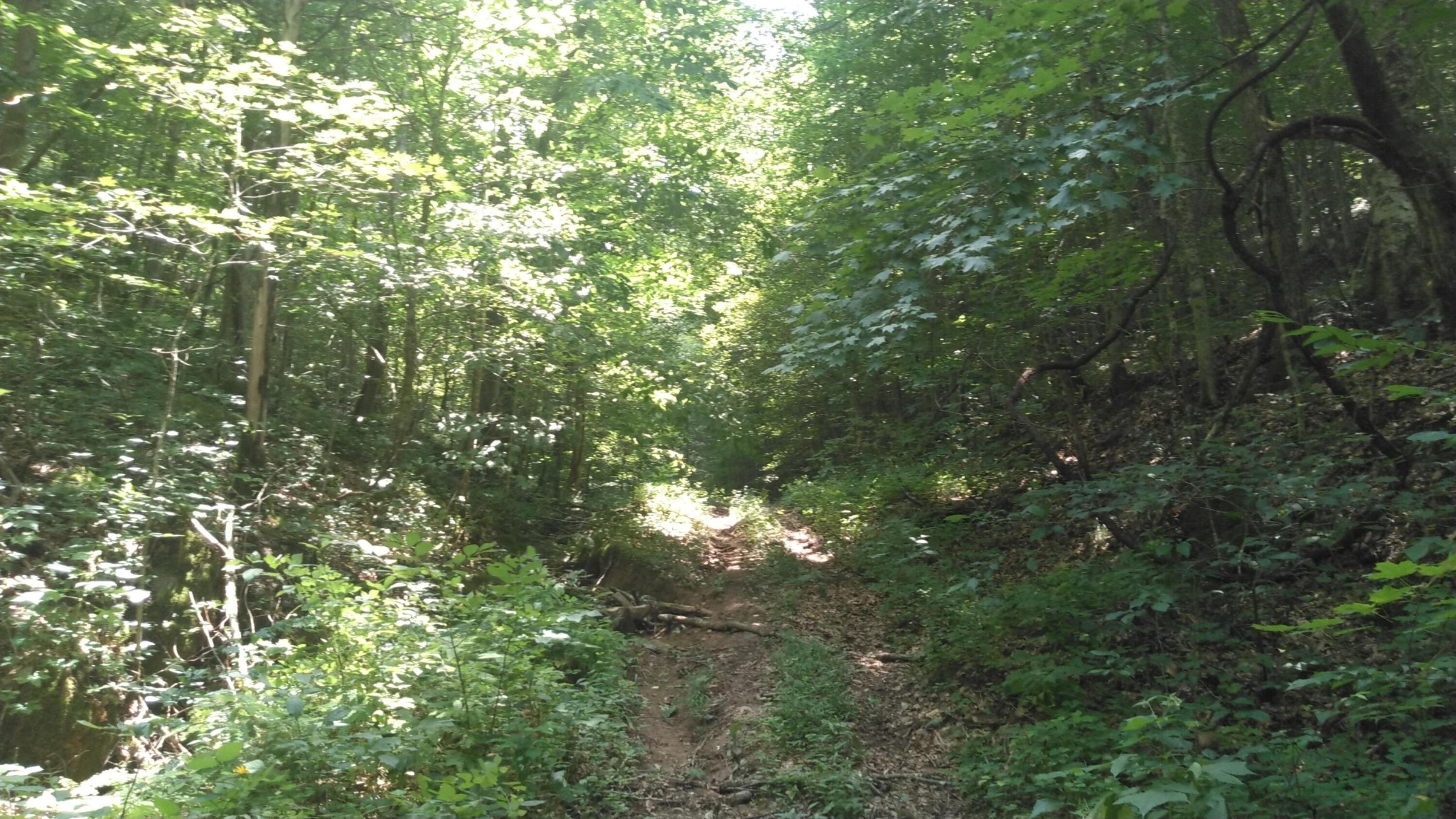 0 Duck Creek Road Sneedville, TN 37869 - Photo 11 of 13