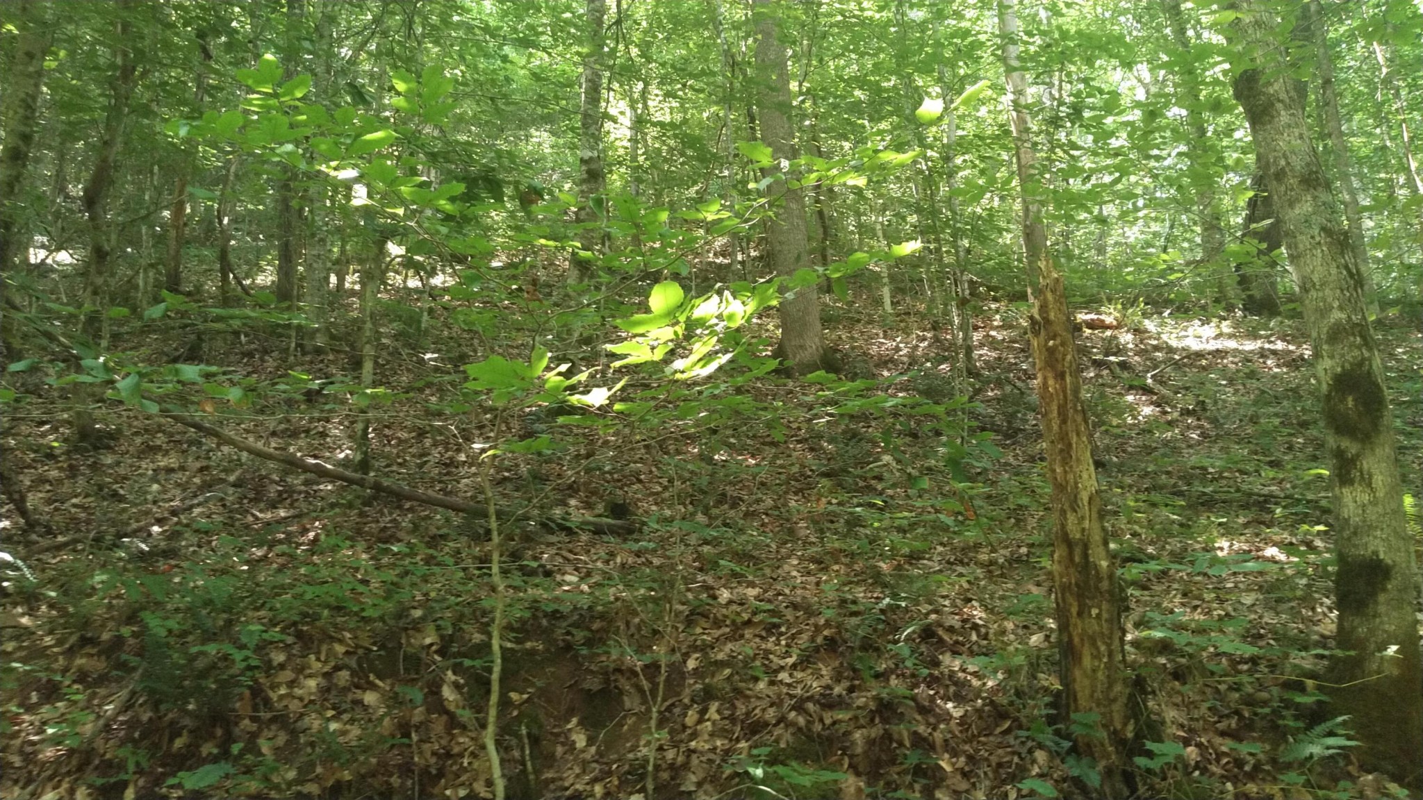 0 Duck Creek Road Sneedville, TN 37869 - Photo 12 of 13