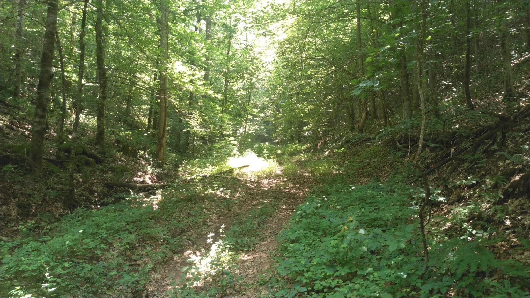 0 Duck Creek Road Sneedville, TN 37869 - Photo 4 of 13