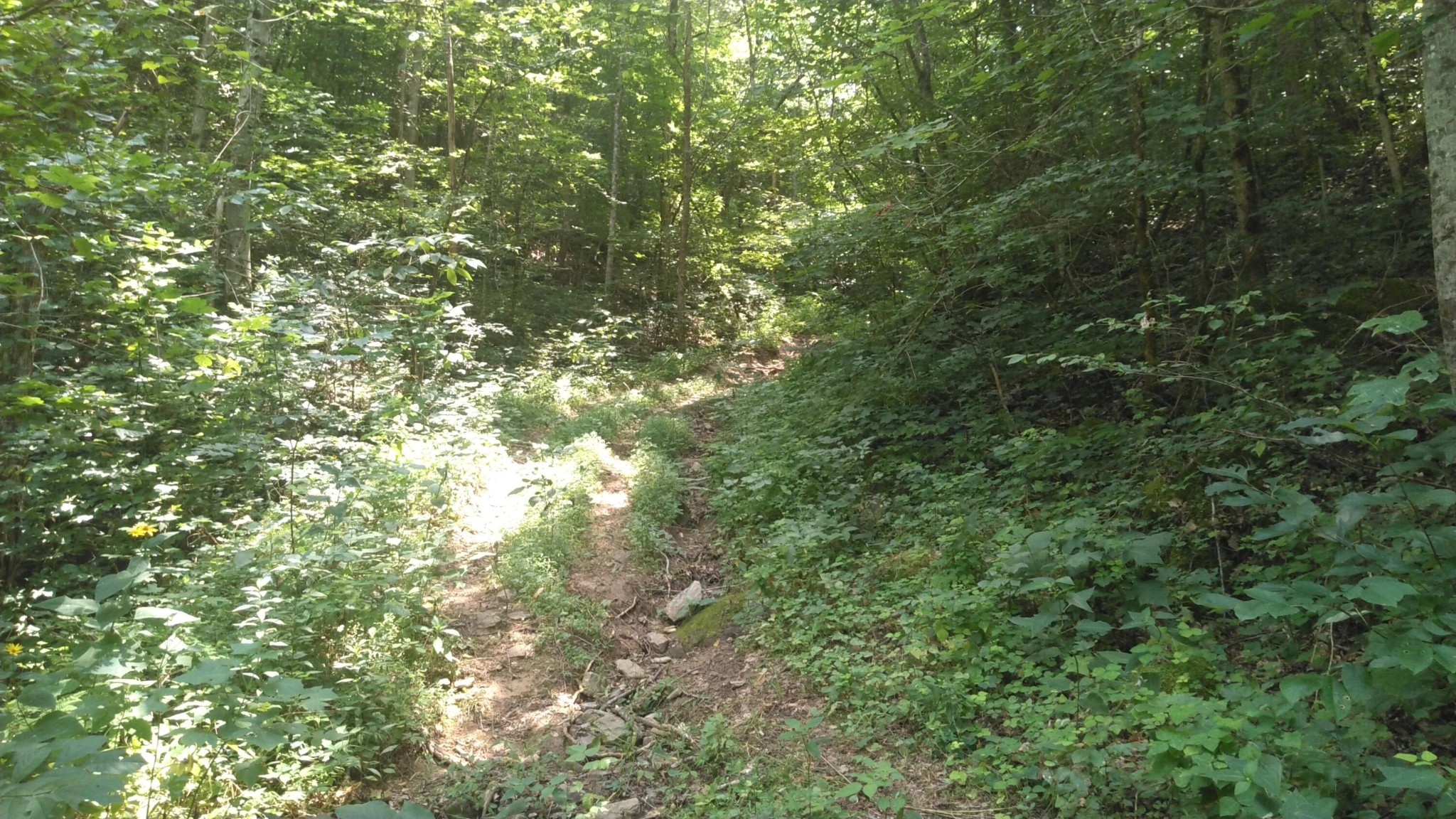 0 Duck Creek Road Sneedville, TN 37869 - Photo 10 of 13