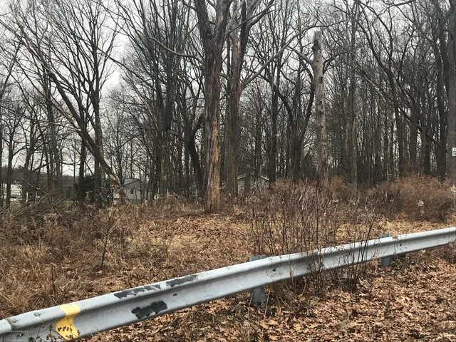 a view of a forest filled with trees