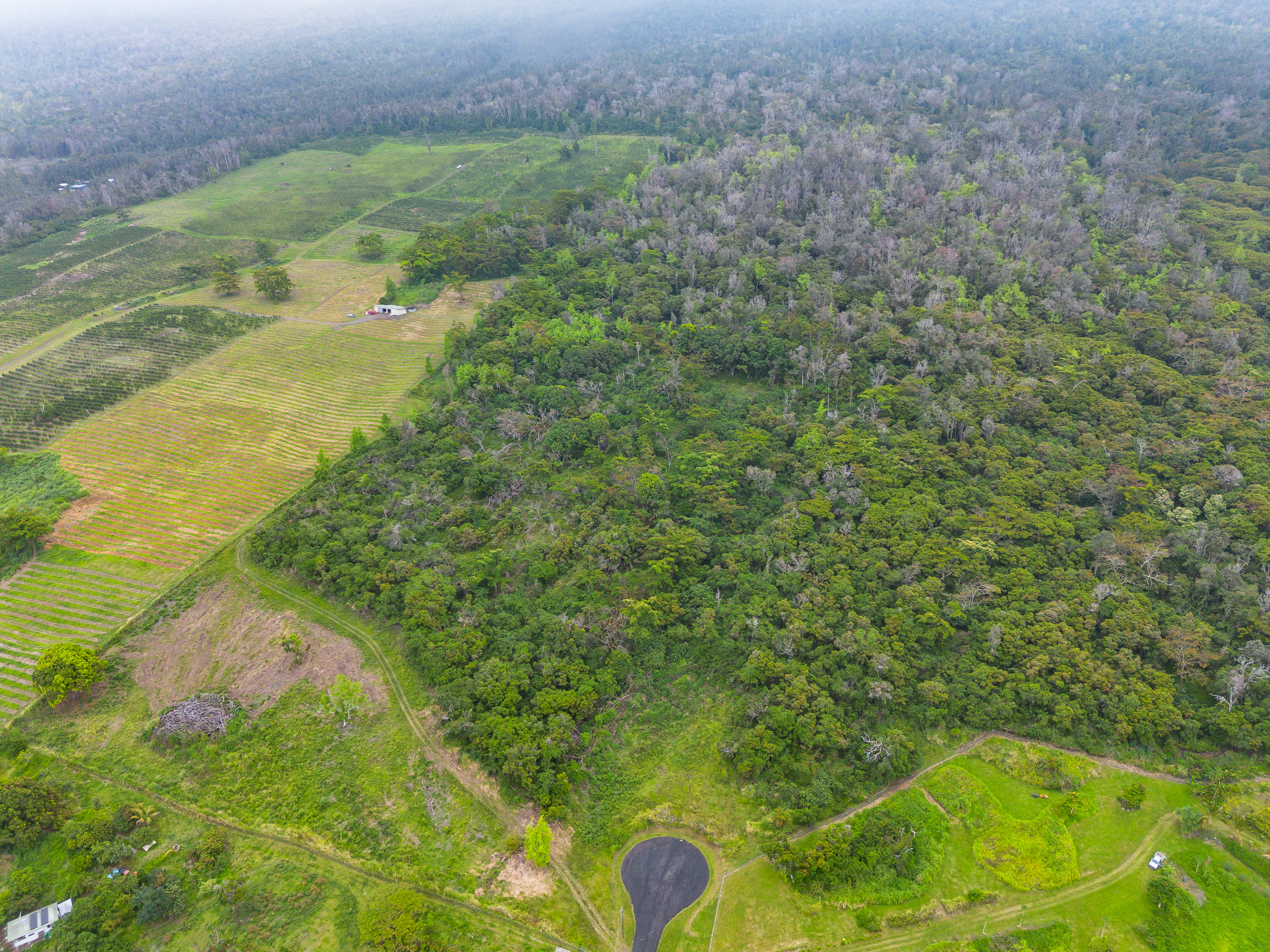 87-1081 Haleili Road Captain Cook, HI 96704 - Photo 19 of 24 a view of a yard