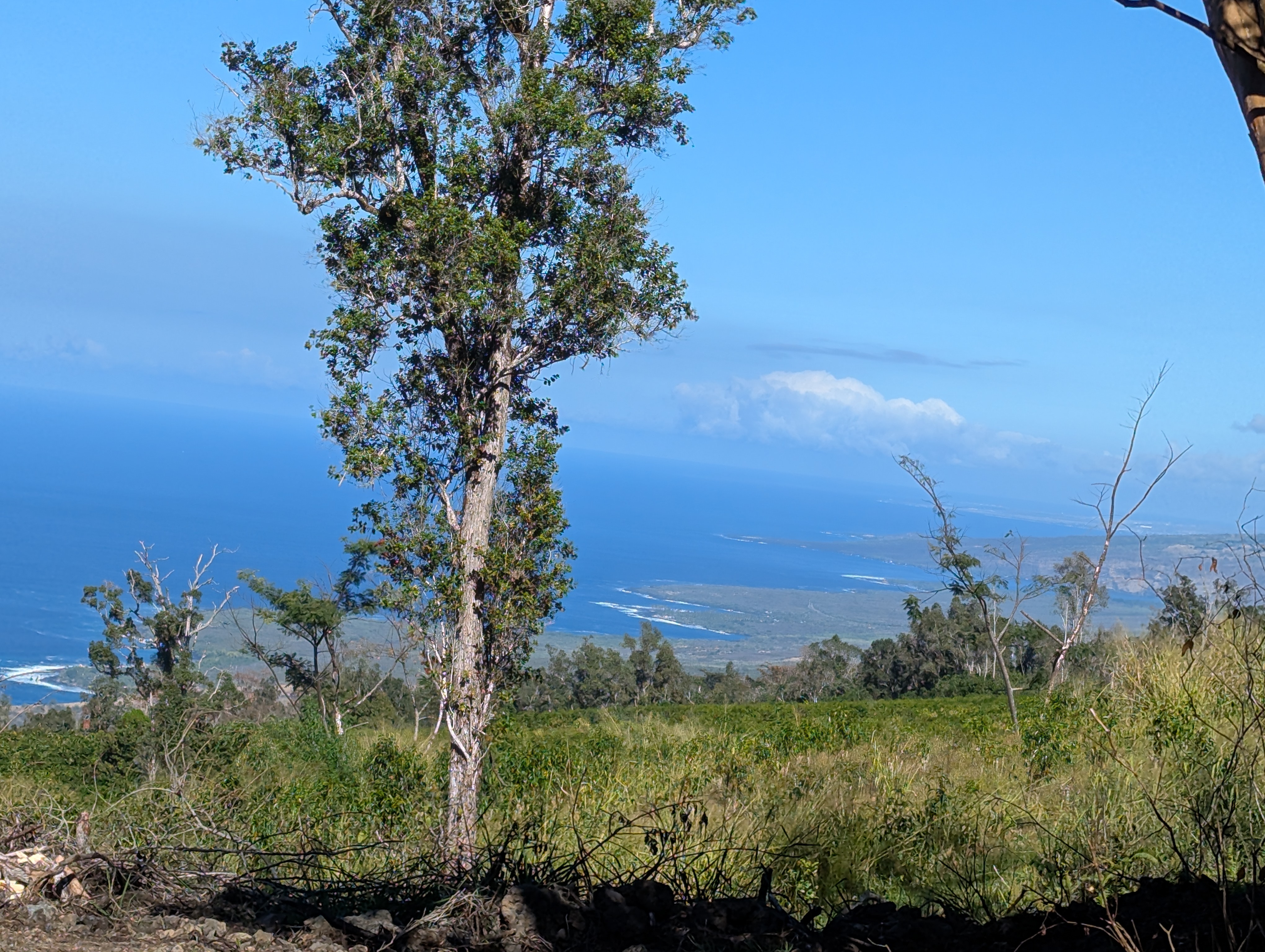 87-1081 Haleili Road Captain Cook, HI 96704 - Photo 3 of 24 a view of a bunch of trees and bushes