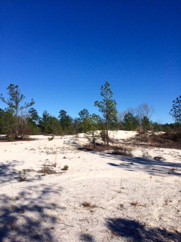 20932 Earl Phillips Road Little River, AL 36550 - Photo 6 of 17