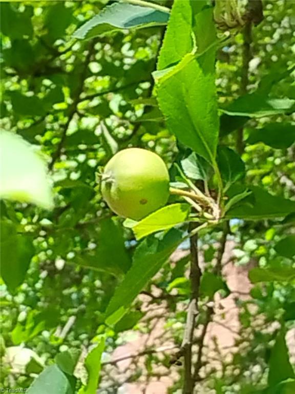 2285 Locust Grove Road Westfield, NC 27053 - Photo 28 of 32 FRUIT TREES