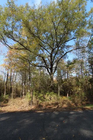 a view of a yard with a tree