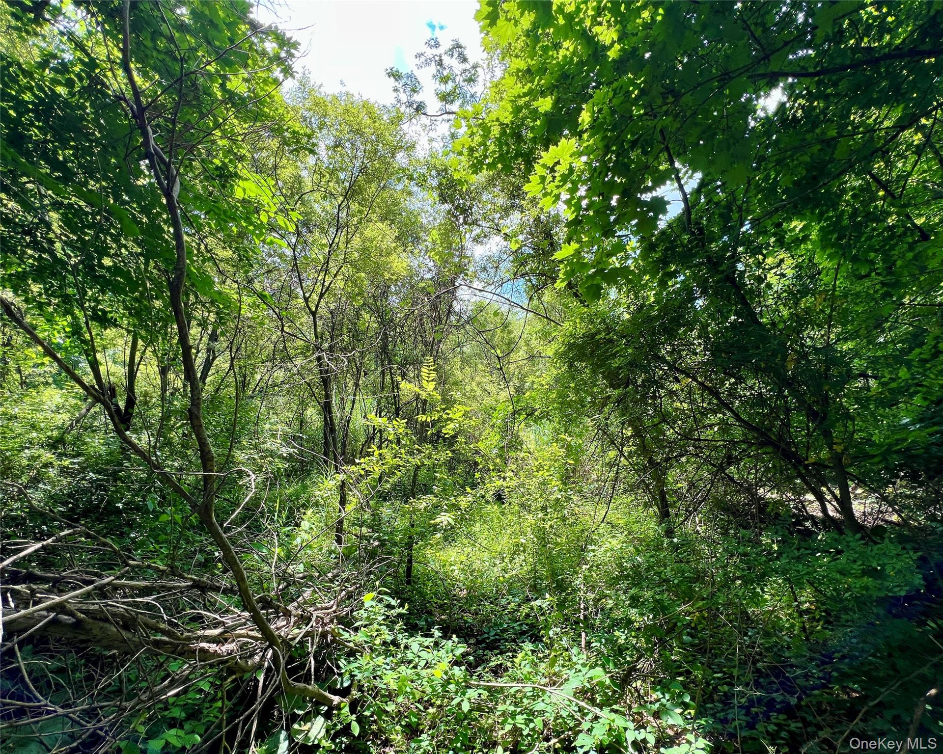 0 Baldwin Place Road Mahopac, NY 10541 - Photo 5 of 7 a view of a lush green forest