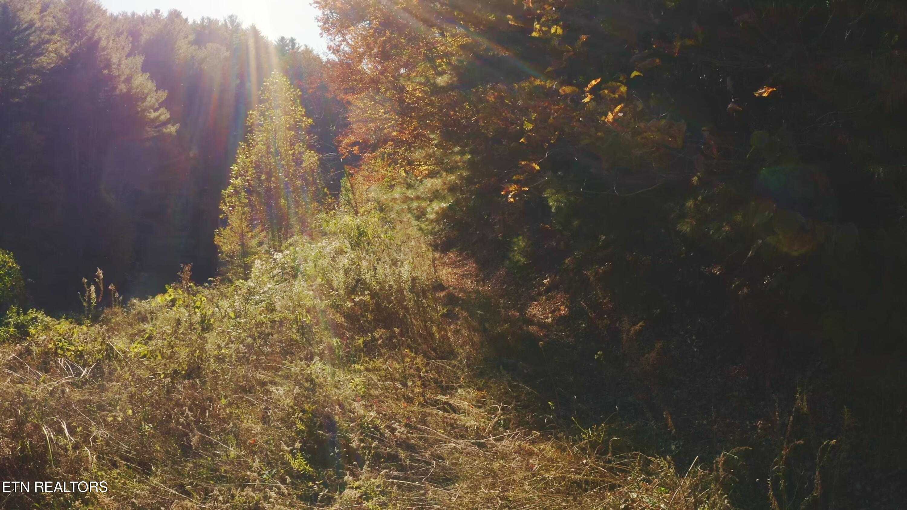 410 Seay Hollow Road Del Rio, TN 37727 - Photo 12 of 34 Untitled_2.11.1