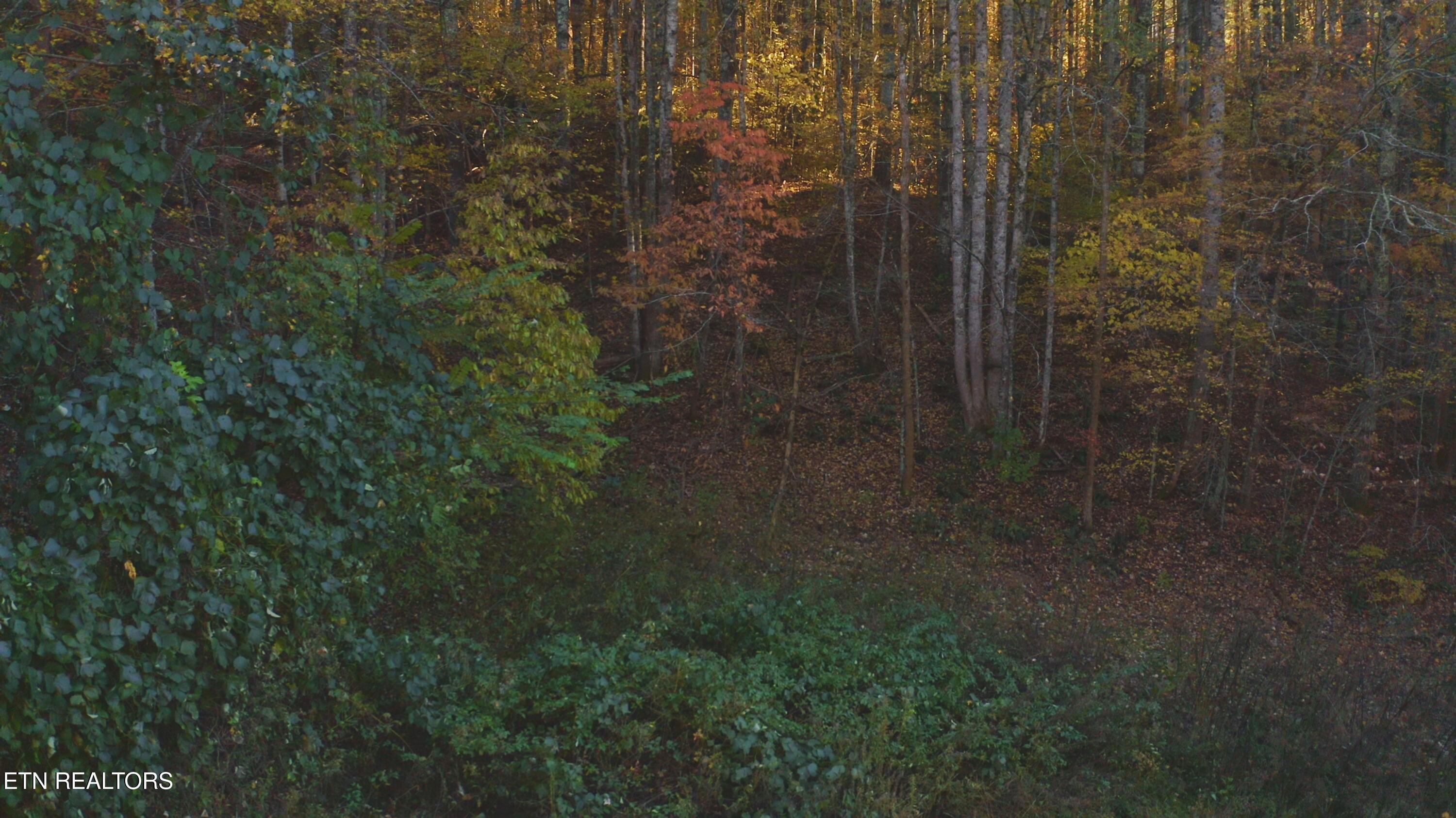 410 Seay Hollow Road Del Rio, TN 37727 - Photo 14 of 34 Untitled_2.12.1