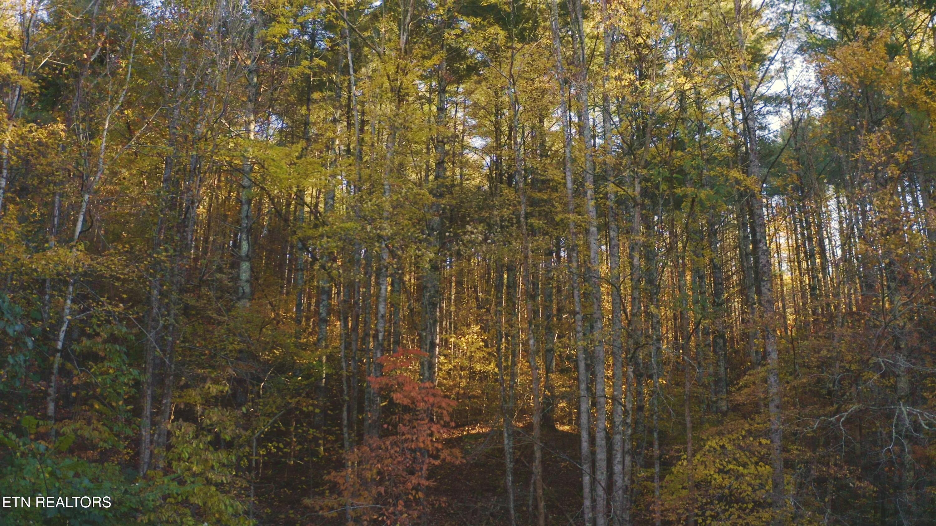 410 Seay Hollow Road Del Rio, TN 37727 - Photo 15 of 34 Untitled_2.12.2