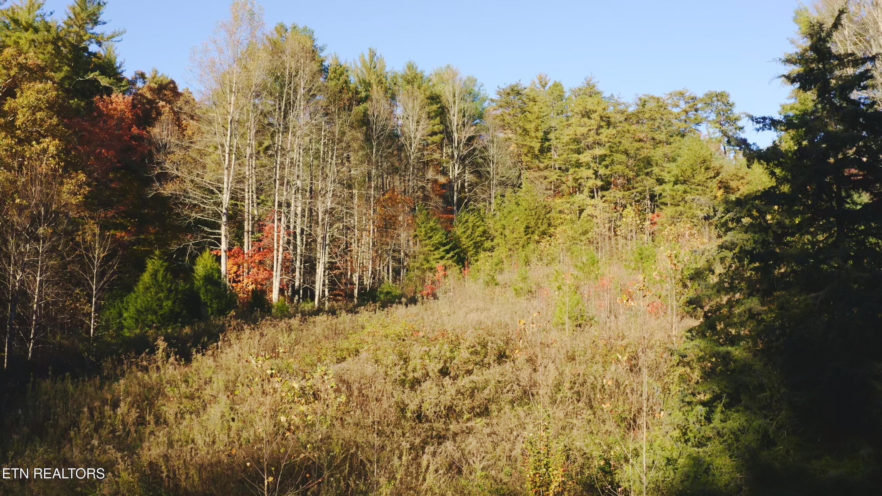 410 Seay Hollow Road Del Rio, TN 37727 - Photo 24 of 34 Untitled_2.19.1