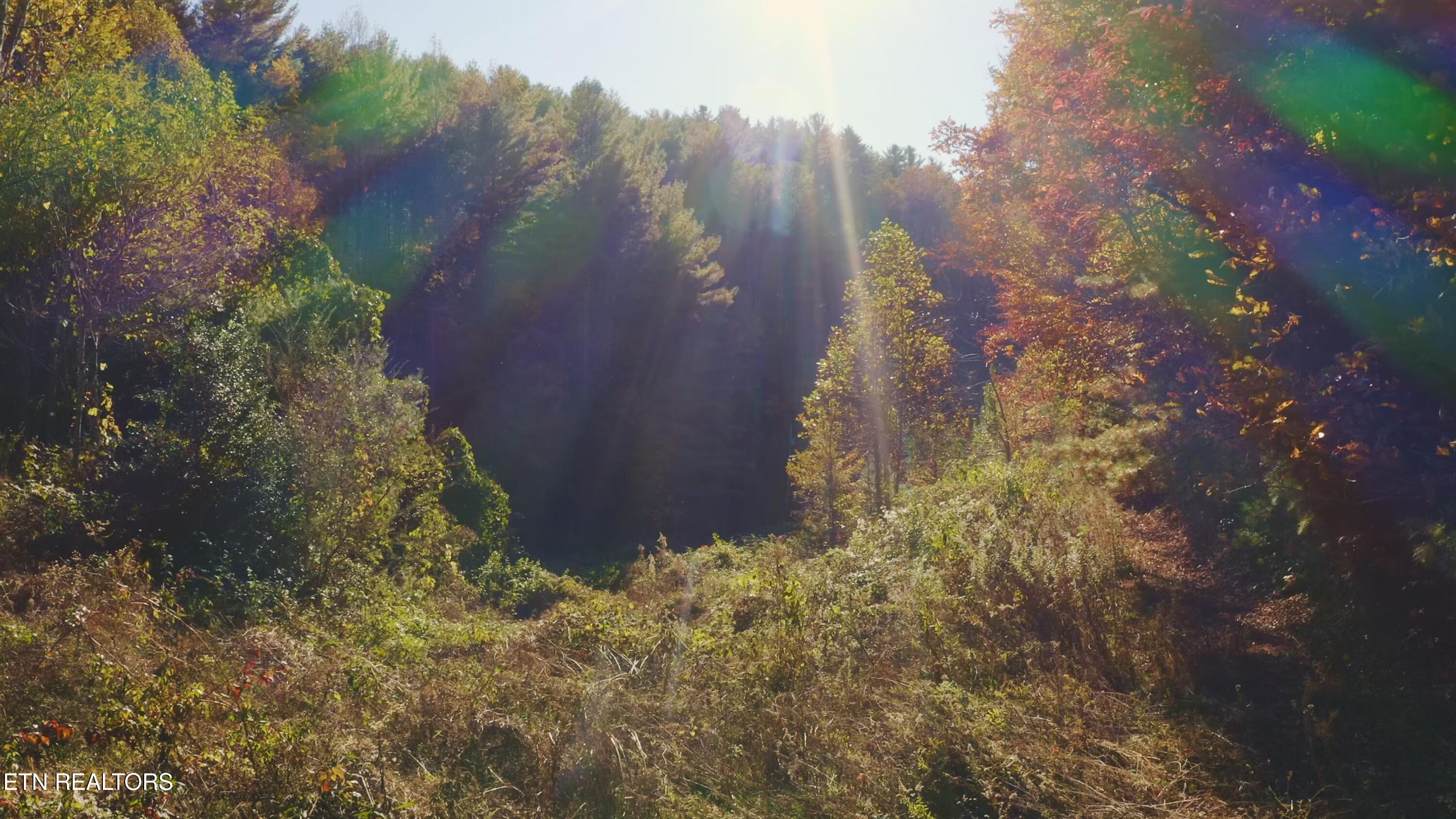 410 Seay Hollow Road Del Rio, TN 37727 - Photo 7 of 34 Untitled_2.6.1