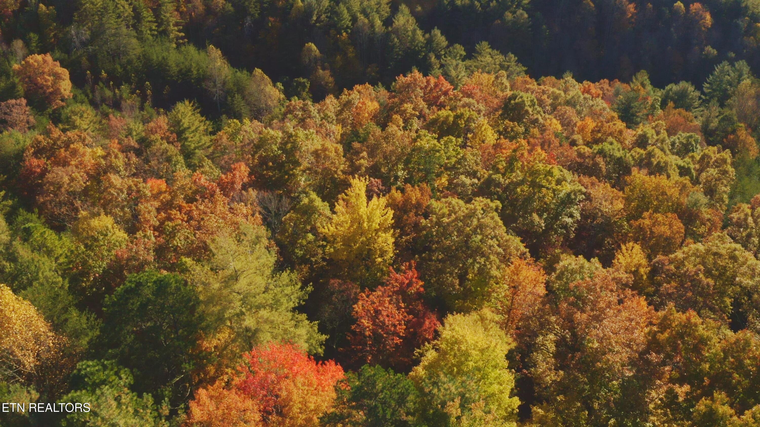 410 Seay Hollow Road Del Rio, TN 37727 - Photo 9 of 34 Untitled_2.8.1