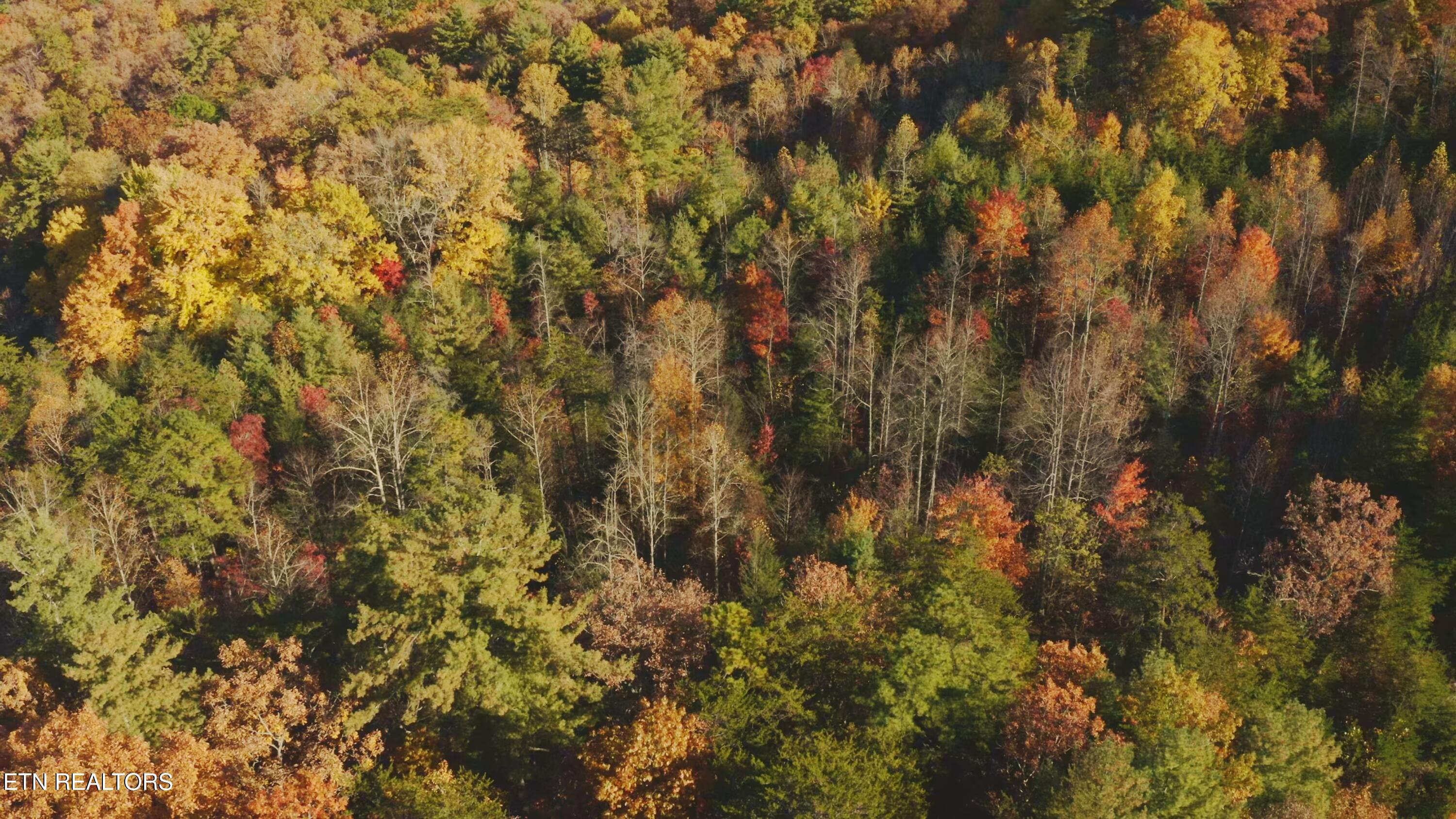 410 Seay Hollow Road Del Rio, TN 37727 - Photo 10 of 34 Untitled_2.9.1