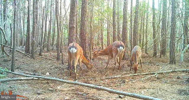 $99,000 | 2575 Toddville Road, Toddville, MD 21672