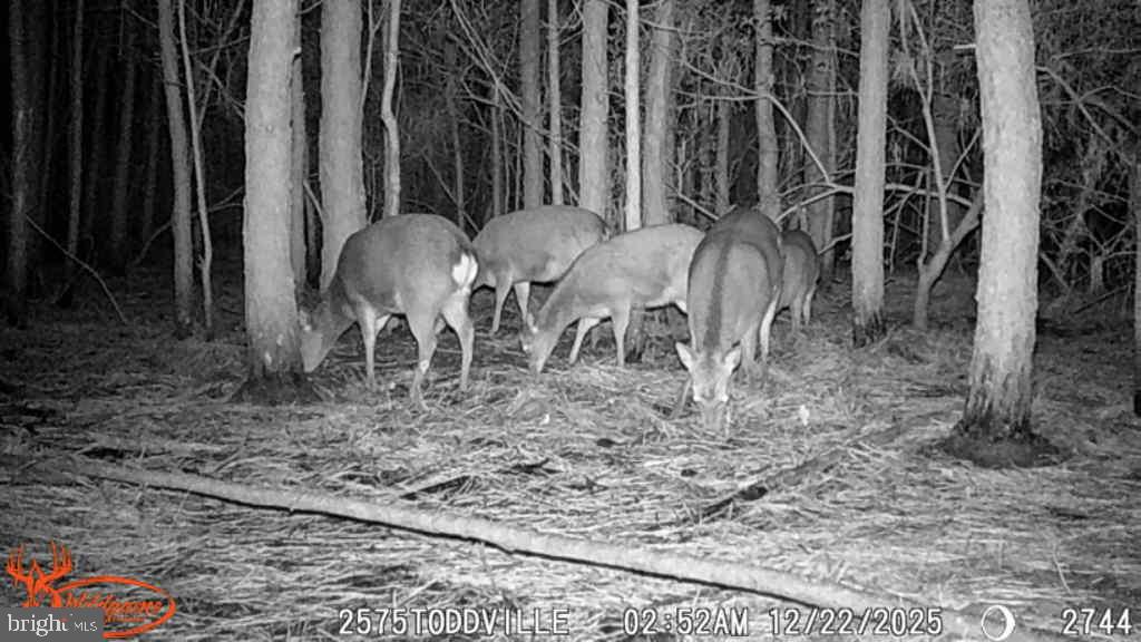 2575 Toddville Road Toddville, MD 21672 - Photo 25 of 26