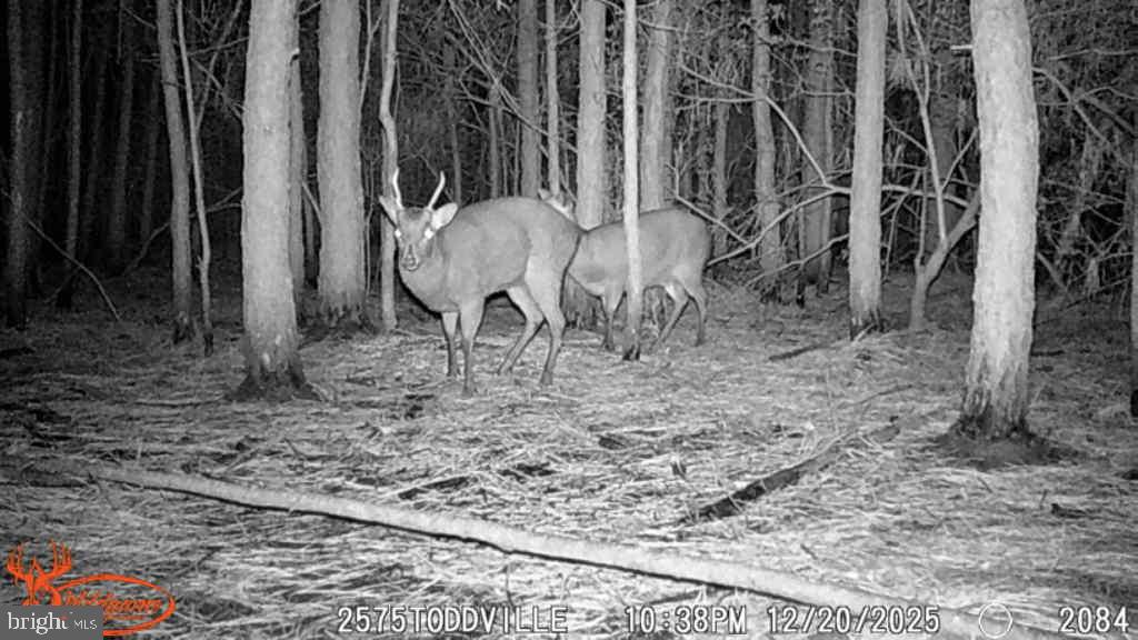 2575 Toddville Road Toddville, MD 21672 - Photo 26 of 26