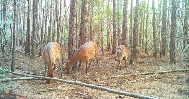 $79,000 | 2575 Toddville Road, Toddville, MD 21672