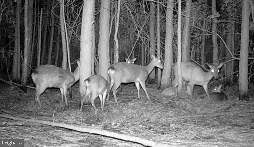 2575 Toddville Road Toddville, MD 21672 - Photo 4 of 26