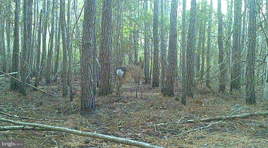 2575 Toddville Road Toddville, MD 21672 - Photo 6 of 26