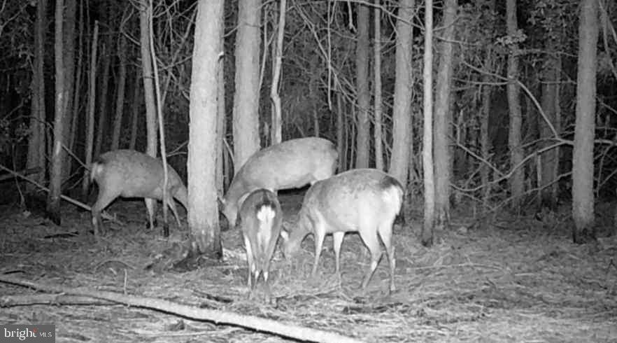 2575 Toddville Road Toddville, MD 21672 - Photo 8 of 26