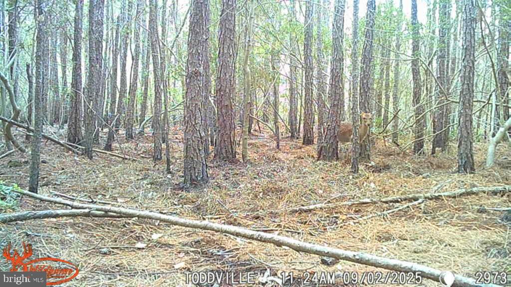 2575 Toddville Road Toddville, MD 21672 - Photo 10 of 26