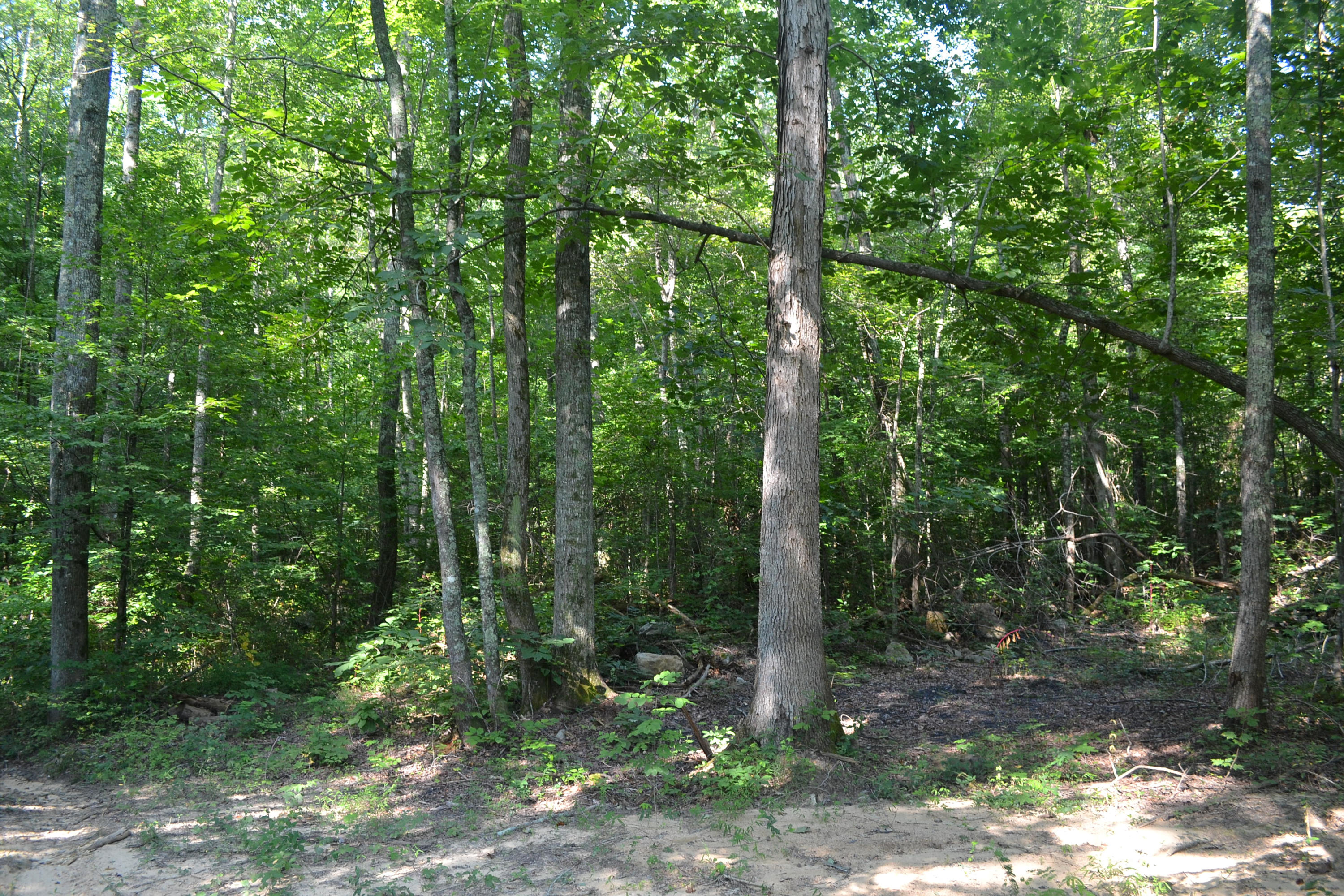 400-ac 400-ac Lusk Loop Road Dunlap, TN 37327 - Photo 14 of 41 10