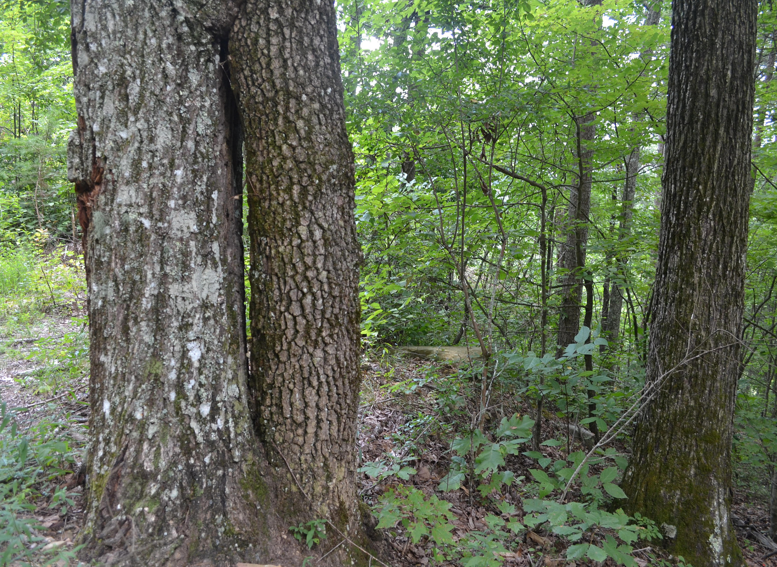 400-ac 400-ac Lusk Loop Road Dunlap, TN 37327 - Photo 20 of 41 57