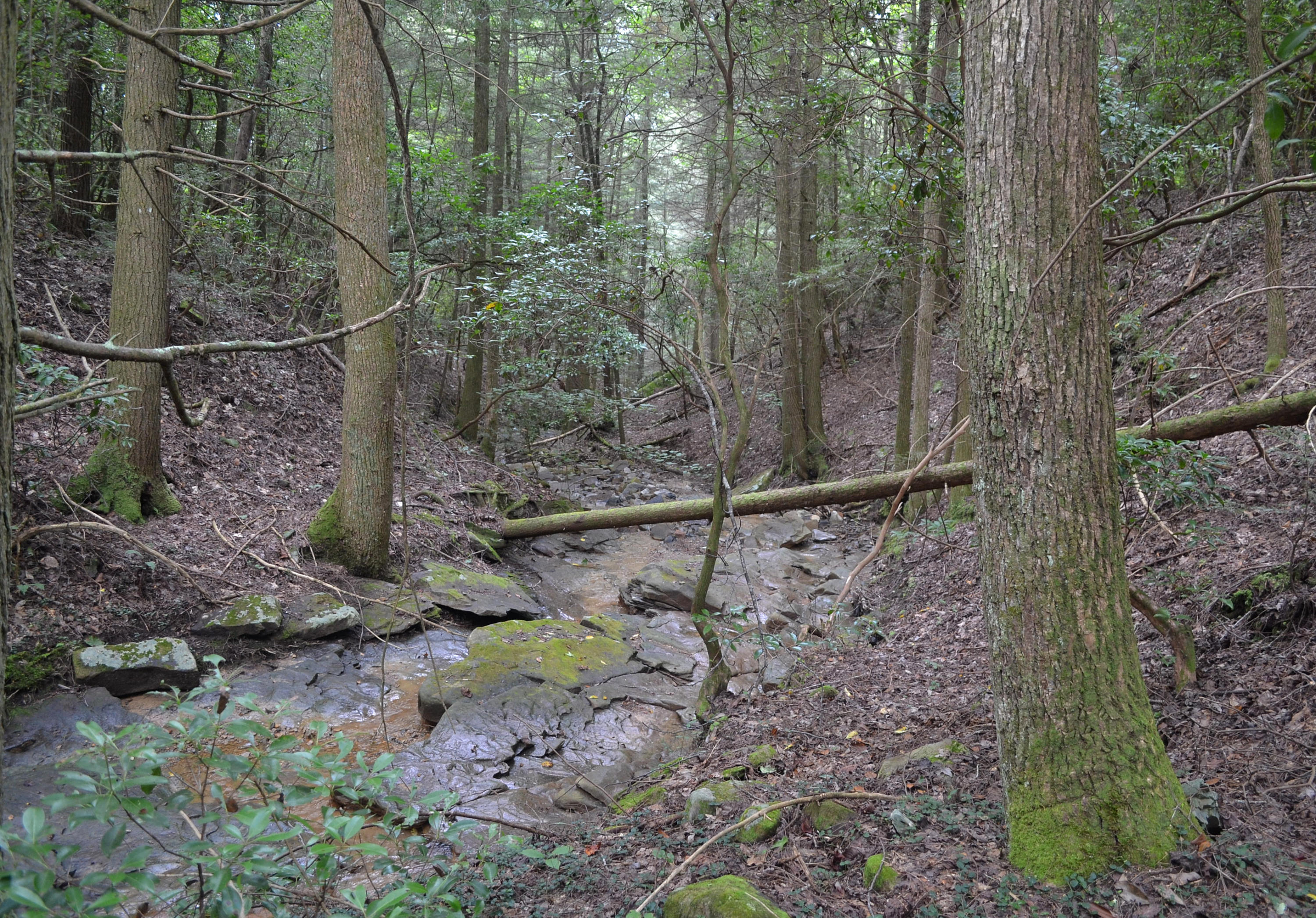 400-ac 400-ac Lusk Loop Road Dunlap, TN 37327 - Photo 9 of 41 37