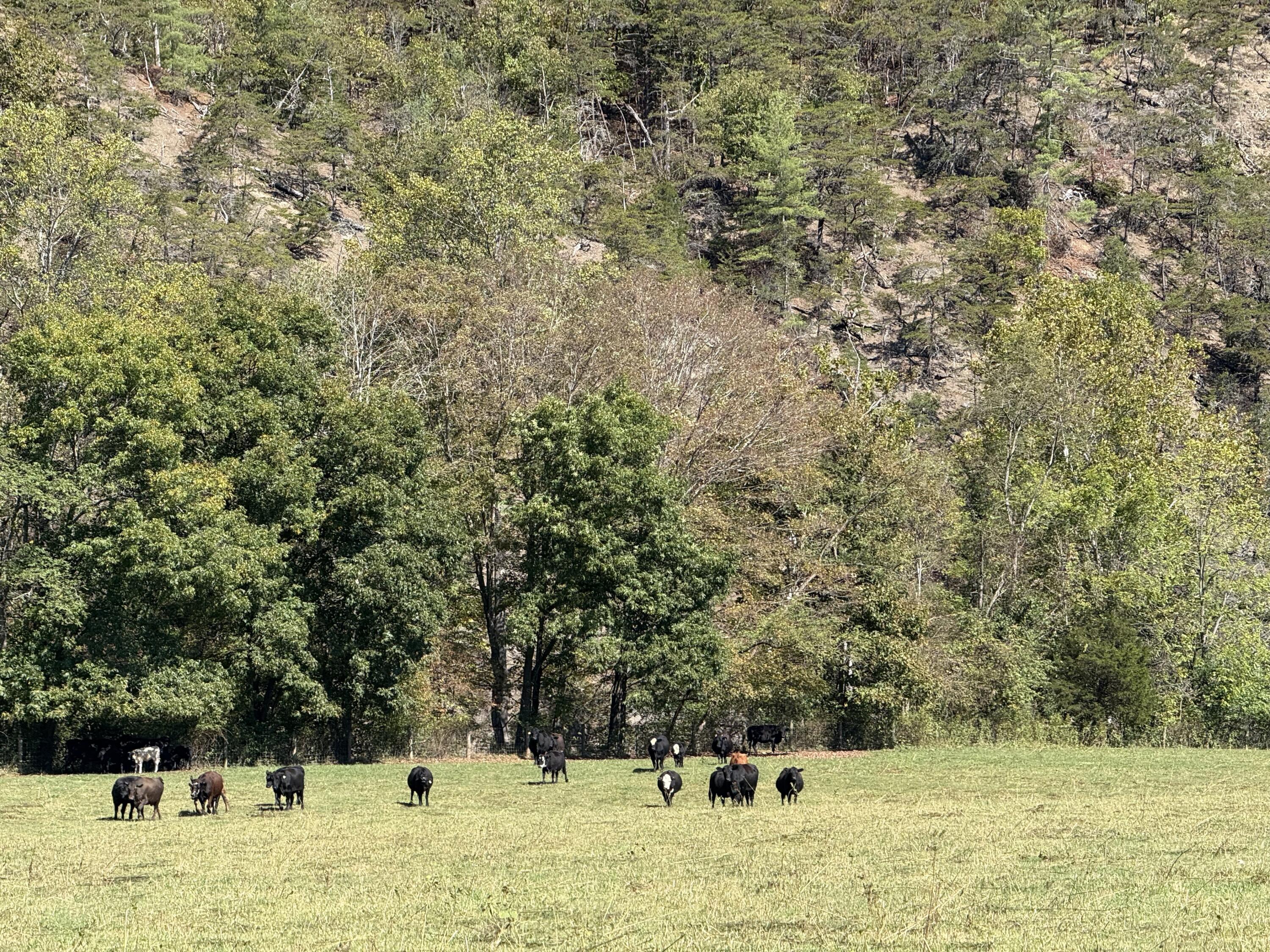 6402 Potts Creek Road Covington, VA 24426 - Photo 32 of 35 Cow Back Pasture