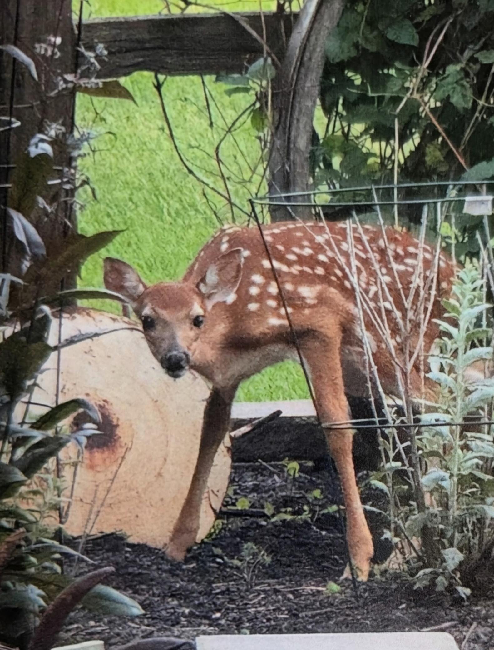 24140 West Fawn Lake Road Northeast Stacy, MN 55079 - Photo 34 of 47