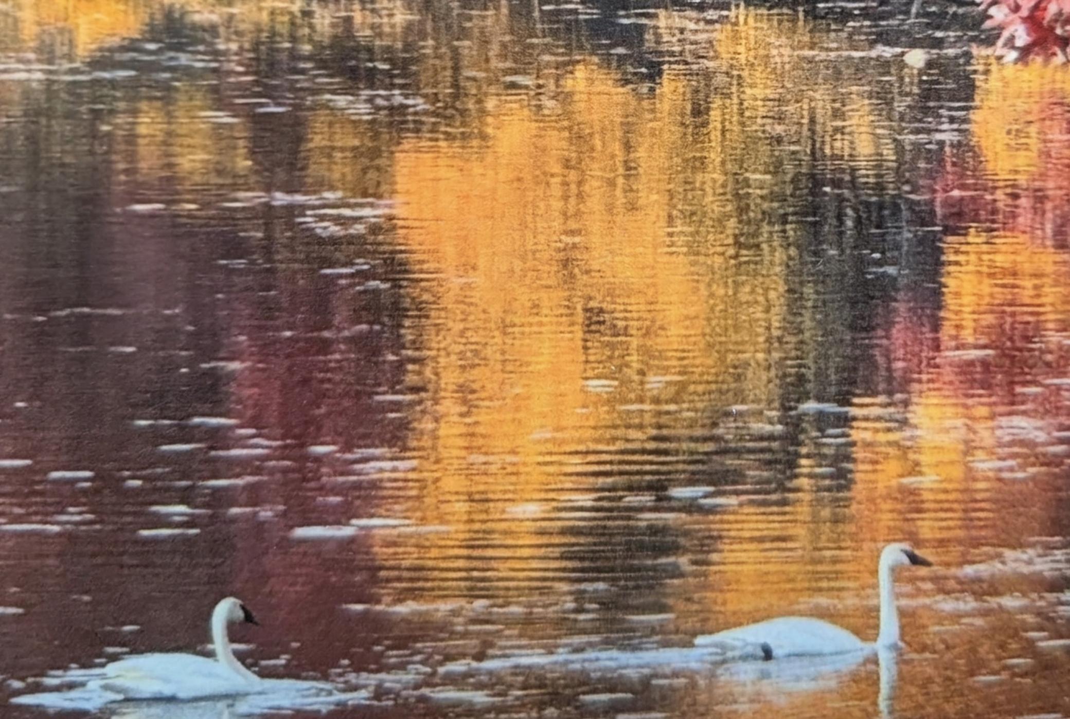 24140 West Fawn Lake Road Northeast Stacy, MN 55079 - Photo 37 of 47