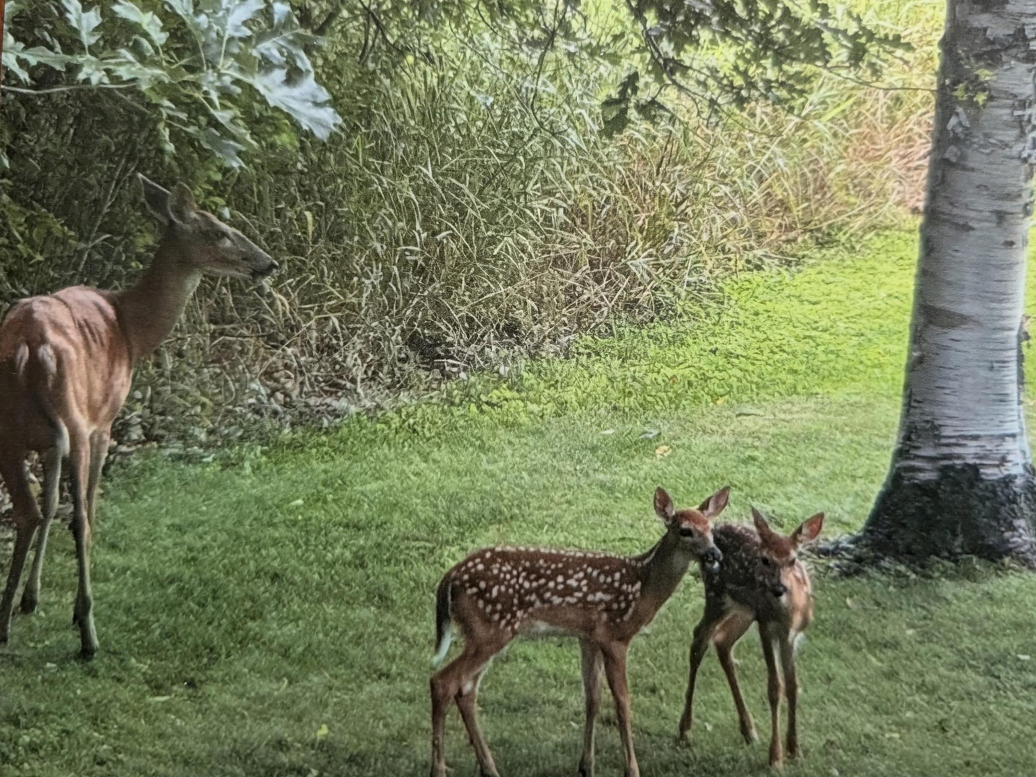 24140 West Fawn Lake Road Northeast Stacy, MN 55079 - Photo 42 of 47